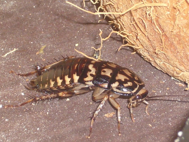 A Ko-Lipe cockroach.